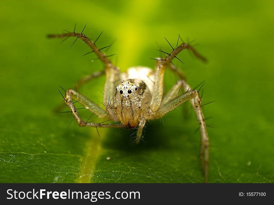 A portrait shot of a crab spider taken on a leaf in real nature