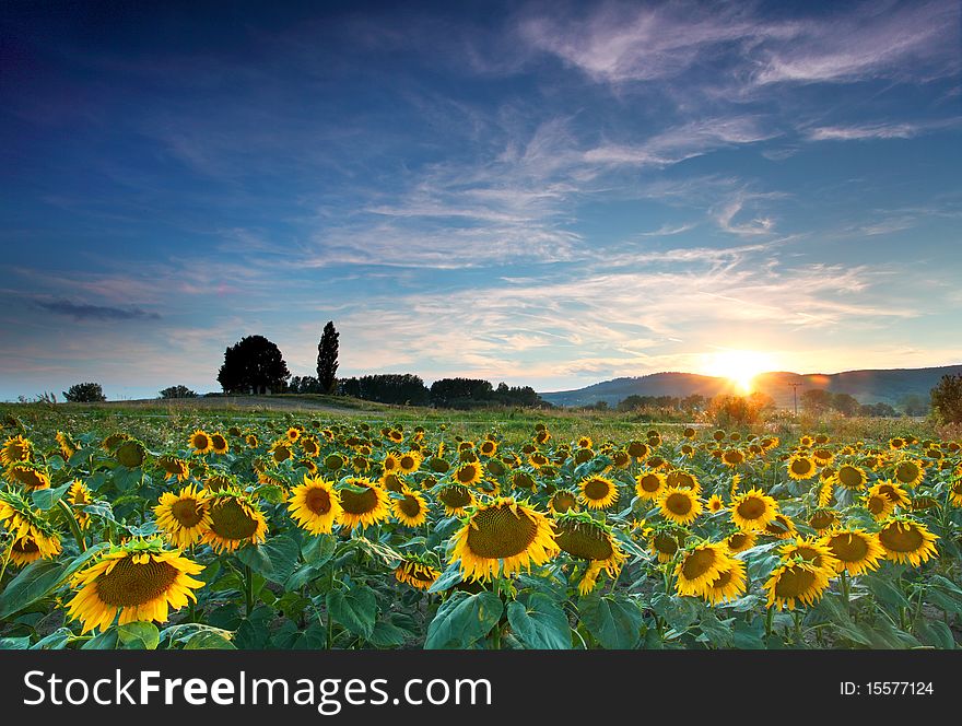 Beautiful sunflowers with blue sky and sunburst