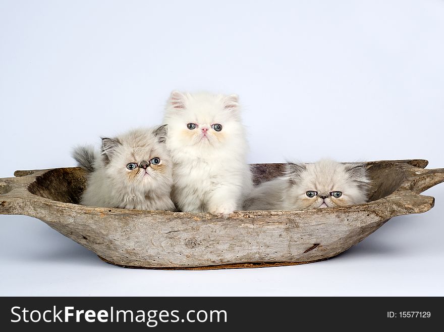 Three little persian kittens - grey and white colors .