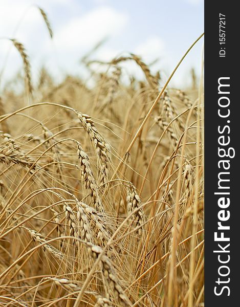 Yellow wheat ready to be harvested on the farm. Yellow wheat ready to be harvested on the farm