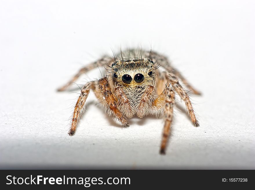 A portrait shot of a crab spider taken in my studio. A portrait shot of a crab spider taken in my studio