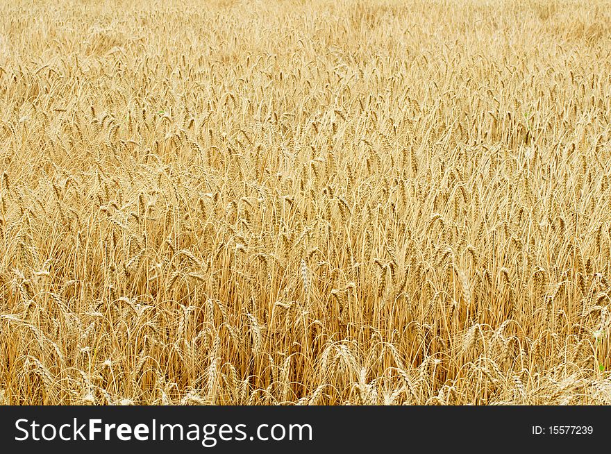 Ripe wheat against blue sky