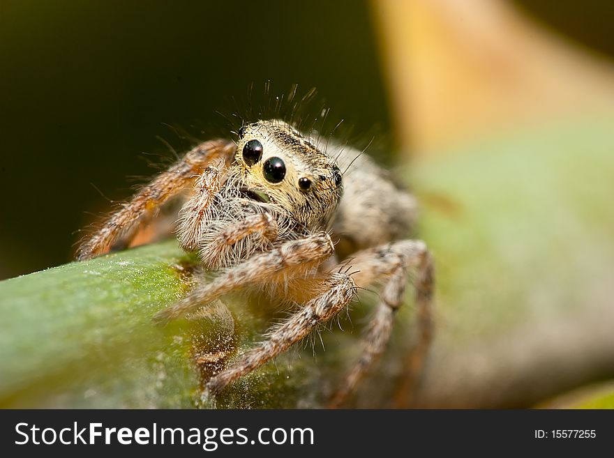 A portrait shot of a jumping spider taken in my studio