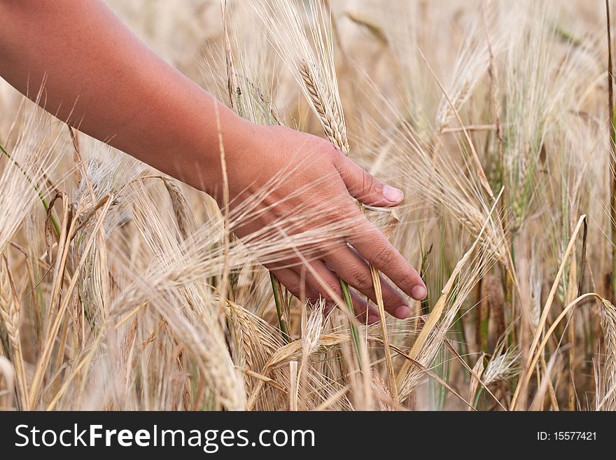 Handful of women deal with wheat