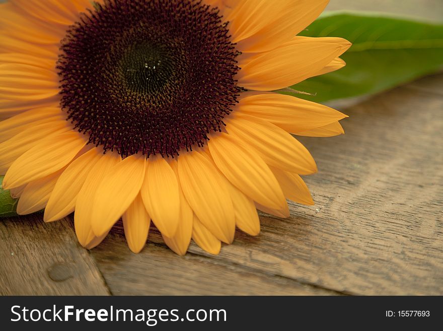 Sunflower on wooden brown background