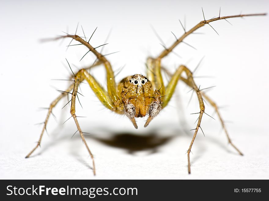 A portrait shot of a crab spider taken in my studio