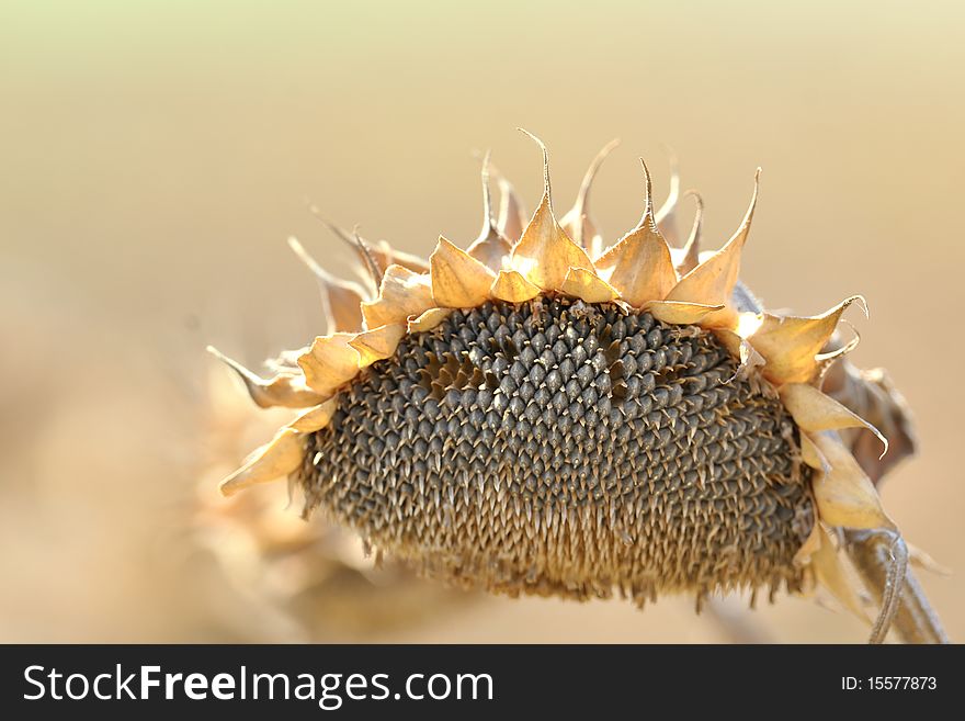 Harvest Sunflower Seeds