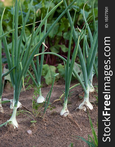 Organically Grown Onions