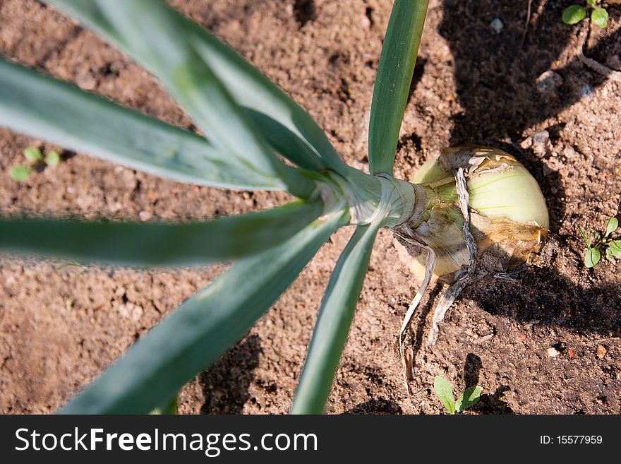 Organically grown onions with chives in the soil. Organic farming.
