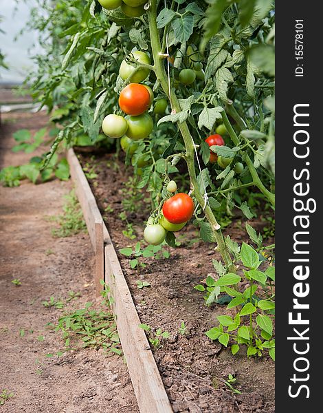 Organically grown tomatoes in the greenhouse. Organic farming.