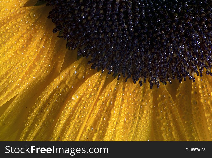 Gorgeous sunflower, with water drops