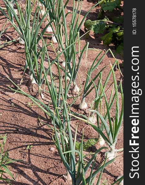 Organically grown onions with chives in the soil. Organic farming.