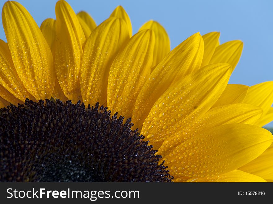 Gorgeous sunflower with green leaves on blue sky.