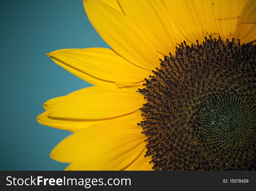 Gorgeous sunflower with green leaves on blue sky.