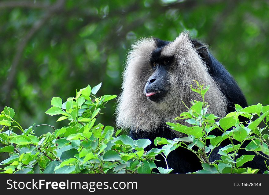 Black & white monkey setting on tree. Black & white monkey setting on tree