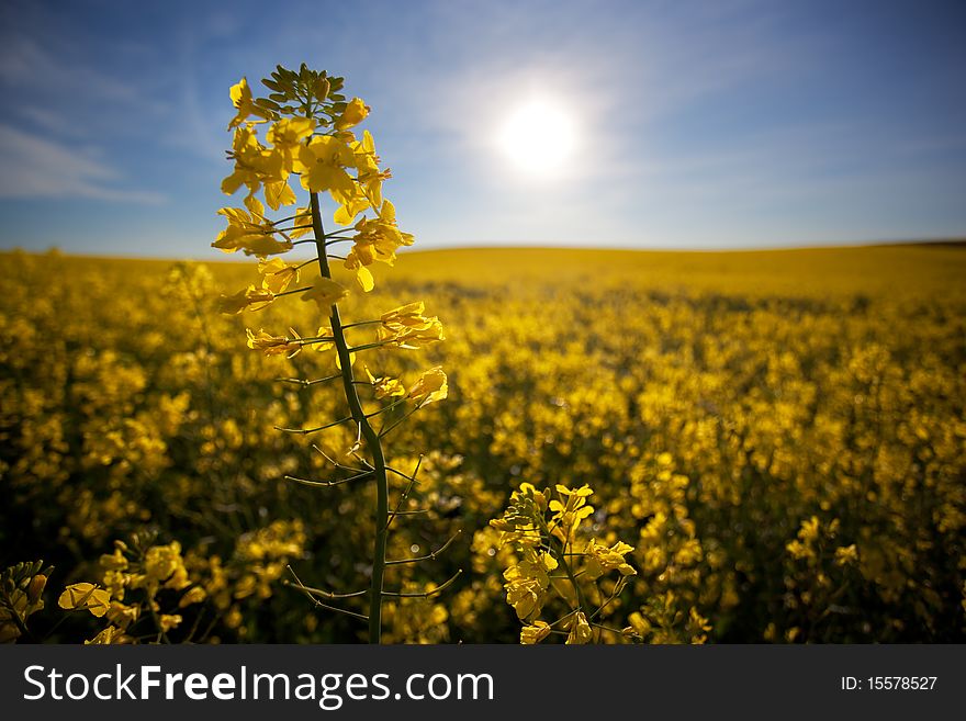 Closeup image of Canola flower with sun in the backround. Closeup image of Canola flower with sun in the backround