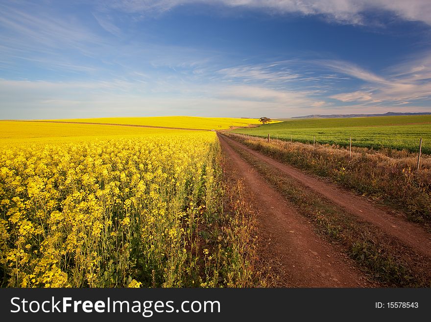 Road on a canola farm going into the distance. Road on a canola farm going into the distance