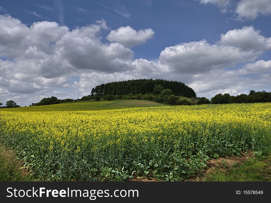 Oilseed Rape field