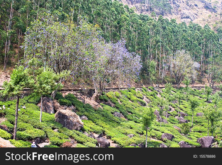 Tea Plantation In The Cardamam Mountains. Munnar,