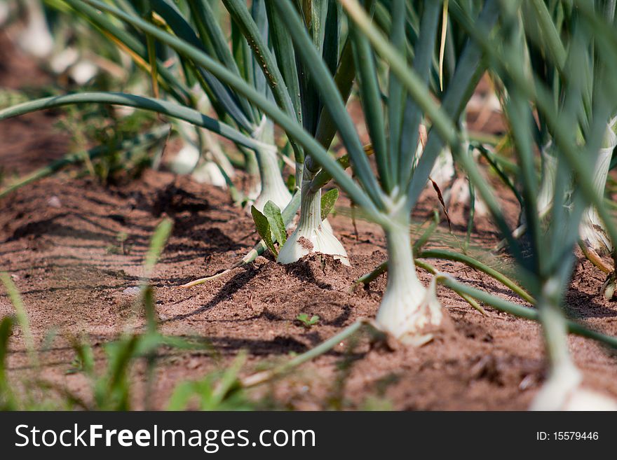 Organically Grown Onions