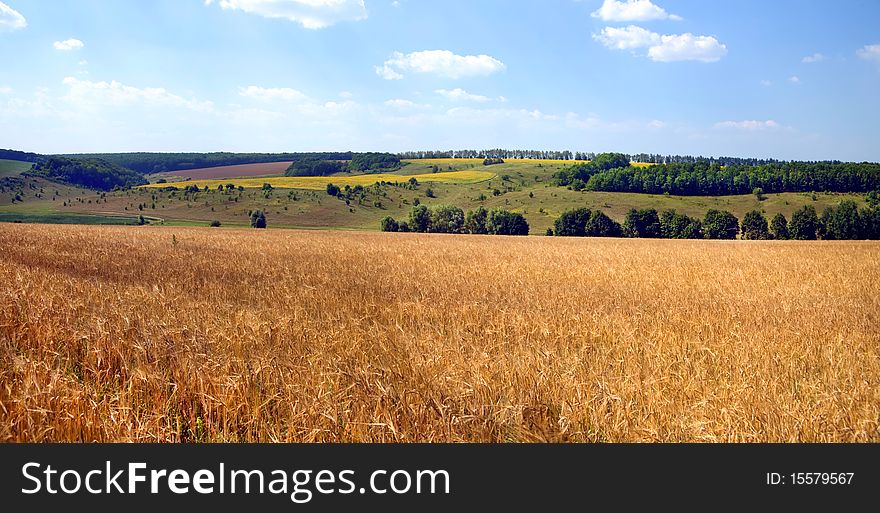 Summer Landscape A Wheat Field In Ukrainian