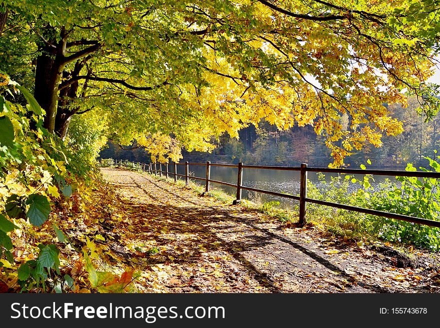 Beautiful autumn green and yellow trees filled with sun. Trail near the water. Beautiful autumn green and yellow trees filled with sun. Trail near the water.