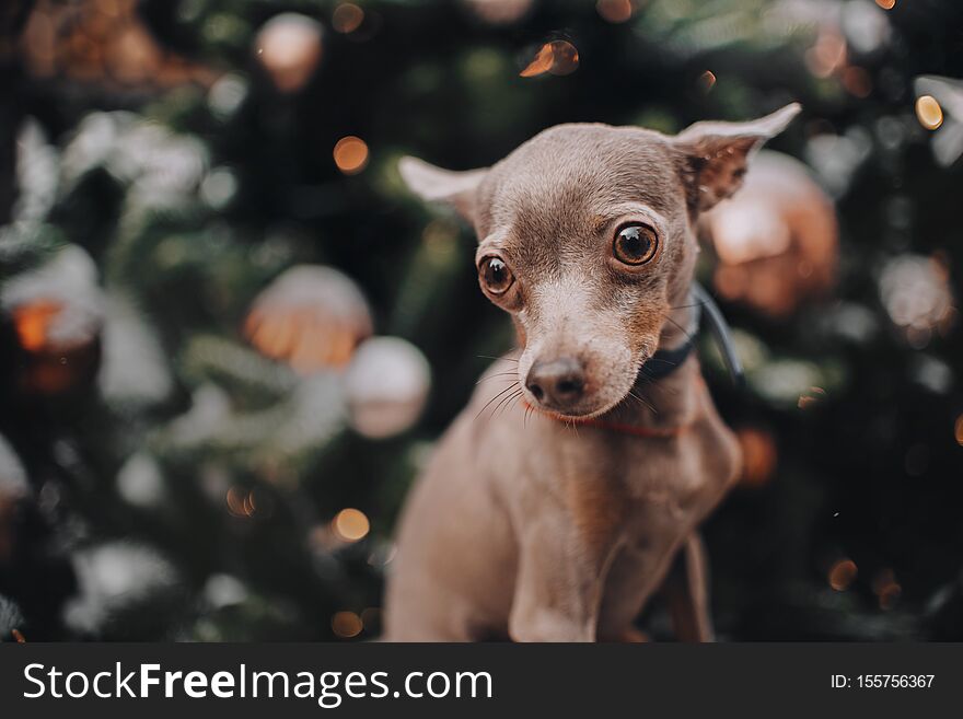Miniature dog with big eyes looking at the camera