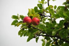 Red Apples Royalty Free Stock Image Red Apples Royalty Free Stock Image