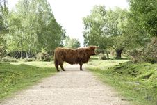 Highland Cow Royalty Free Stock Image