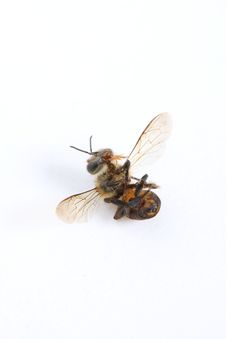 Bee Was Die Stock Images