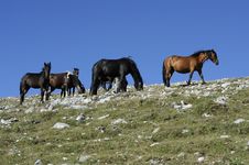 Wild Horses Royalty Free Stock Images