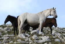 Group Of Wild Horse Stock Photography Group Of Wild Horse Stock Photography