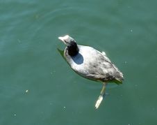 Moorhen Royalty Free Stock Image