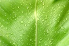 Fern Leaf Royalty Free Stock Photos