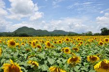 Sunflower Field Royalty Free Stock Photos Sunflower Field Royalty Free Stock Photos