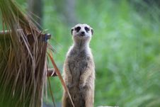 Sentry Meerkat Stock Images Sentry Meerkat Stock Images