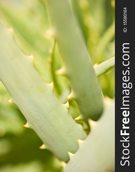 A Detail of Aloe arborescens. A Detail of Aloe arborescens