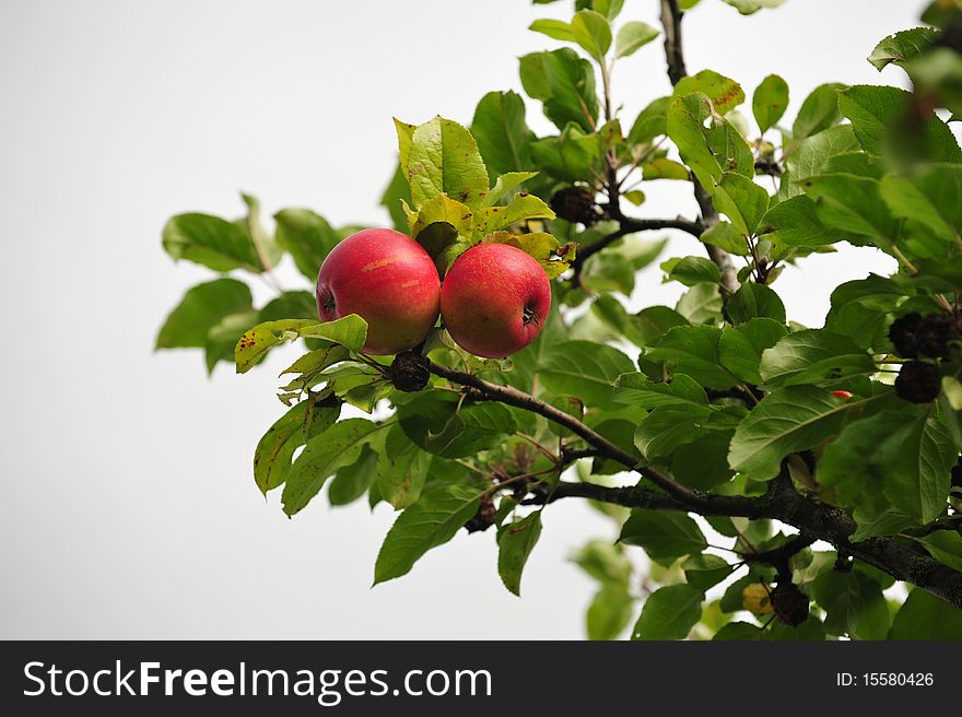 Two red apples on a branch of an apple tree against cloudy sky