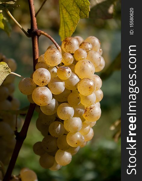 Grape in vineyard in autumn