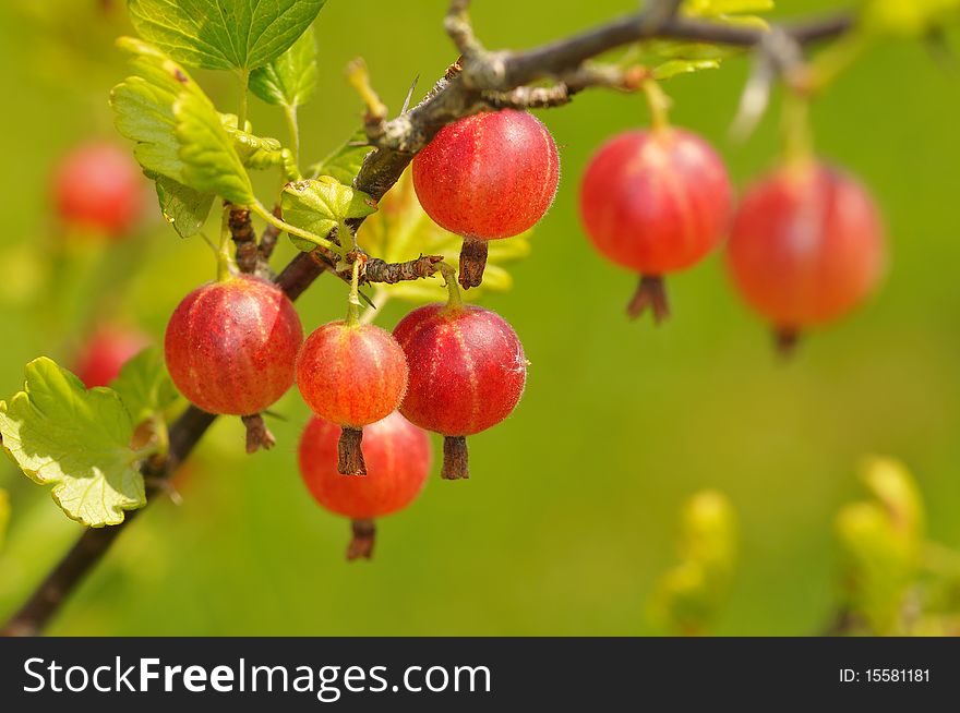 Red gooseberries hanging on a bush.