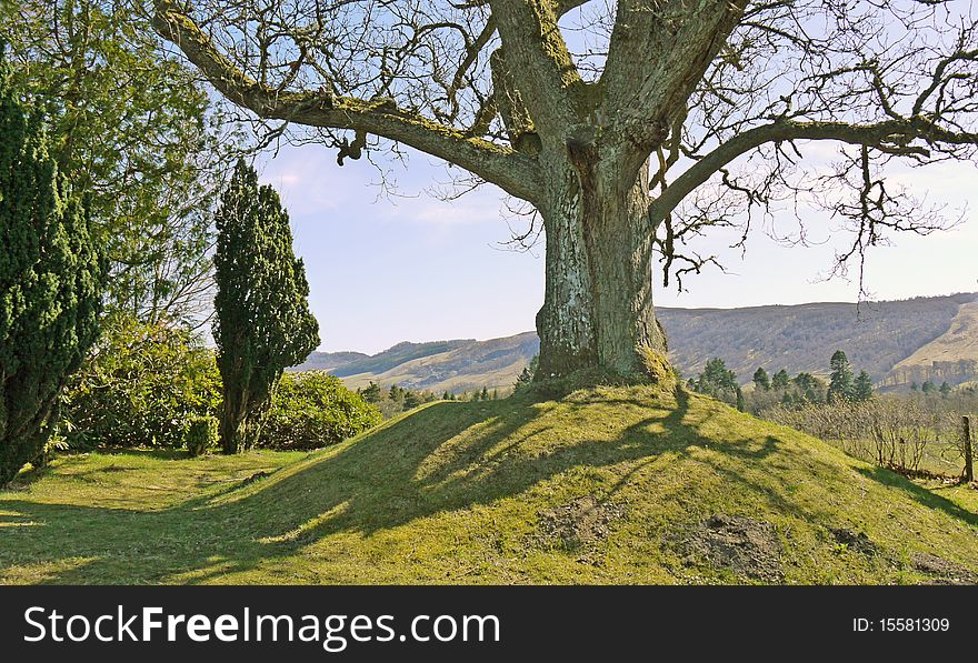 A single tree on a hillock with sun shining through the branches making shadows on the ground. A single tree on a hillock with sun shining through the branches making shadows on the ground.