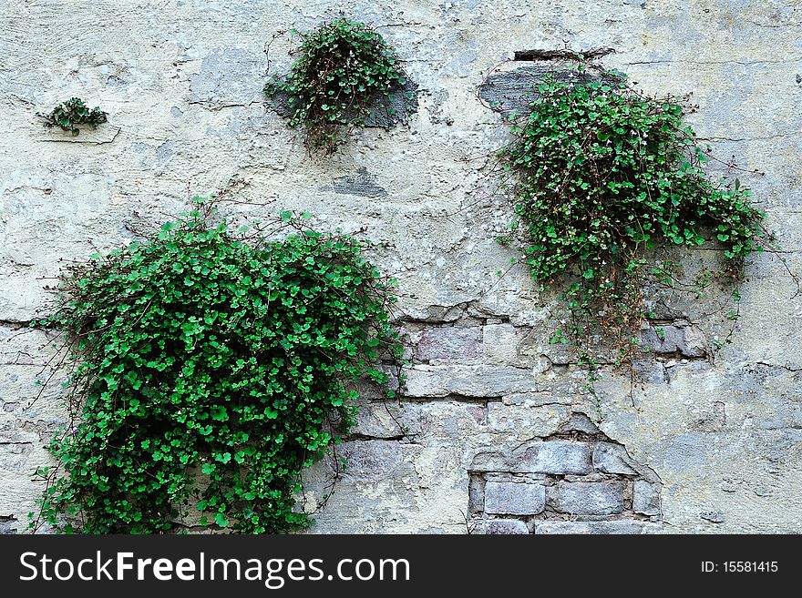 A detailed view of an old white brick wall.