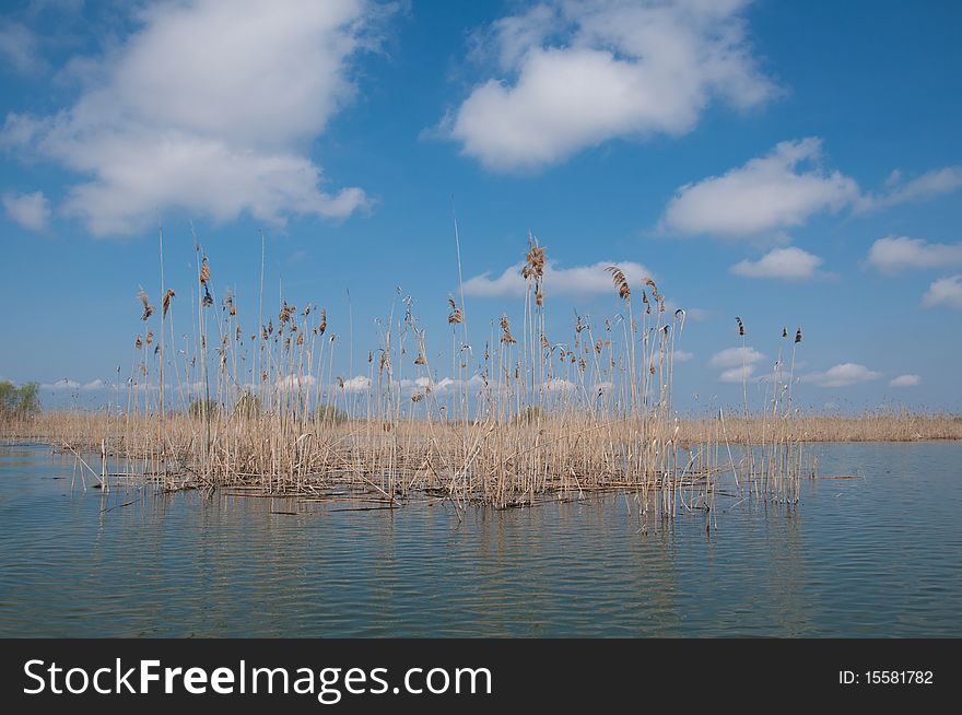 Reed in Danube's Delta during the spring time