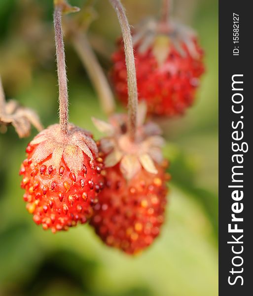 A closeup photograph of strawberries. A closeup photograph of strawberries.