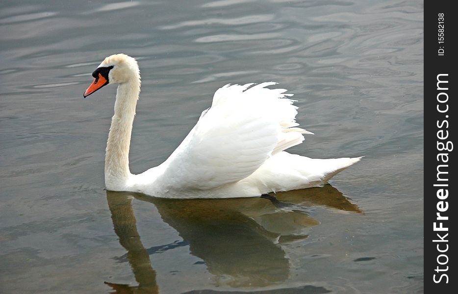 A Single Large White Swan on a Lake.