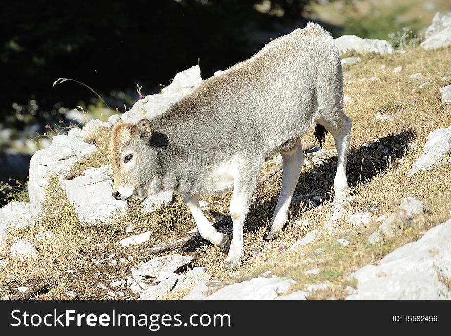 Wild calf are grazing in mountain area. Wild calf are grazing in mountain area