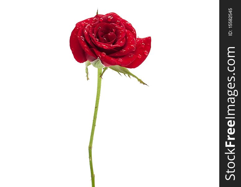 Red rose with dew drops on a white background