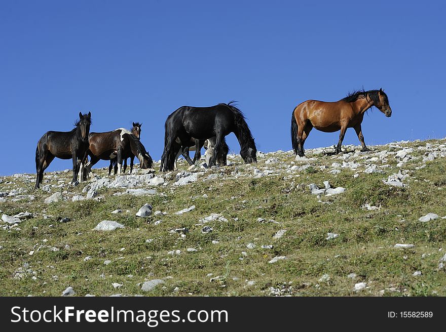 Group of Wild horses grazing in the mountains