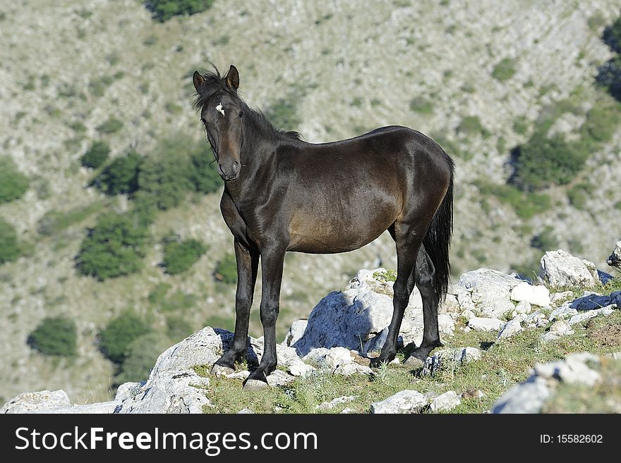Wild horse portrait in mountain area