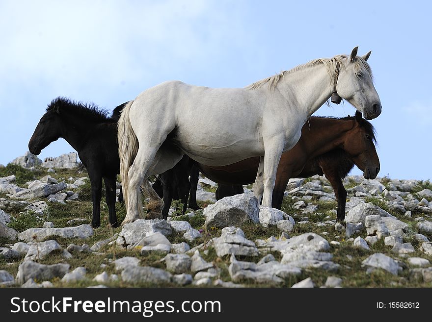 Group of Wild Horse